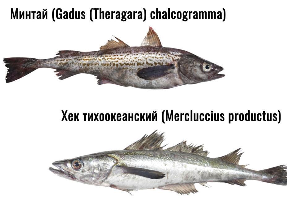 Хек или минтай – какая рыба лучше и вкуснее