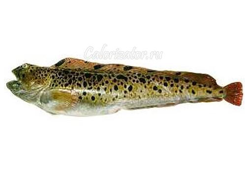 Зубатка что за рыба – польза, применение