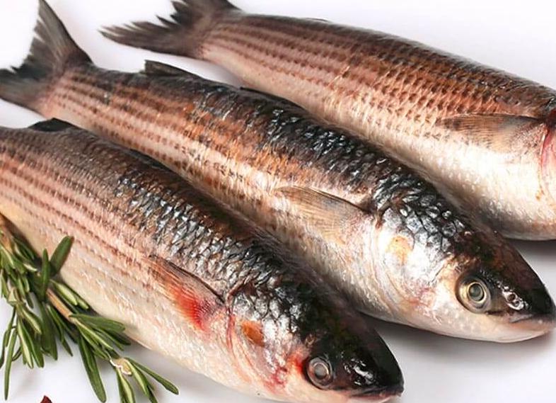 Кефаль что за рыба: фото, описание, рецепты