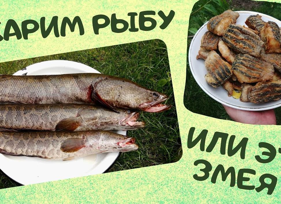 Как приготовить змееголова – рецепт