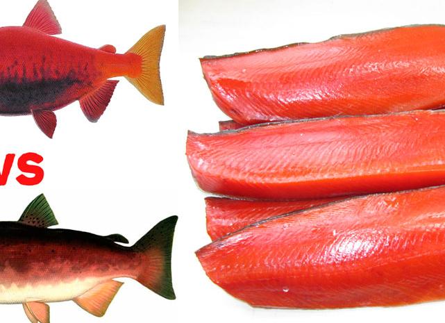 Нерка или кижуч: что лучше и вкуснее