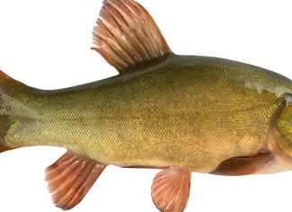 Рыба линь – костлявая или нет, полезные свойства