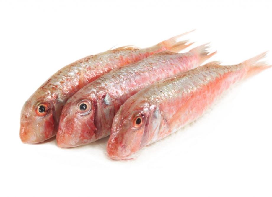 Рыба барабулька фото, описание и где обитает