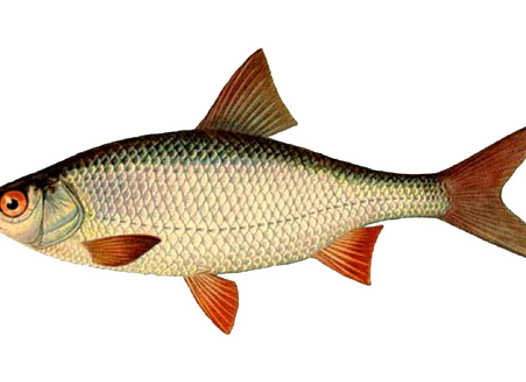 Плотва рыба с фото и описанием