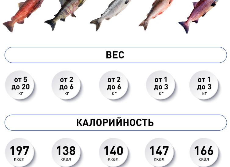 Кета или горбуша: что лучше, полезнее и вкуснее